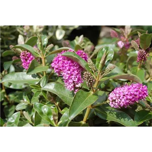STRAUCHVERONIKA STRAUCHVERONIKA