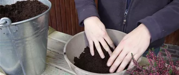 KNOSPENHEIDE - EINPFLANZEN IN EIN GEFÄSS KNOSPENHEIDE - EINPFLANZEN IN EIN GEFÄSS