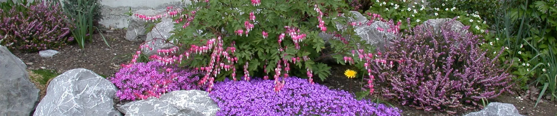 Dicentra spectabilis