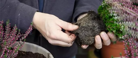 KNOSPENHEIDE - EINPFLANZEN IN EIN GEFÄSS KNOSPENHEIDE - EINPFLANZEN IN EIN GEFÄSS