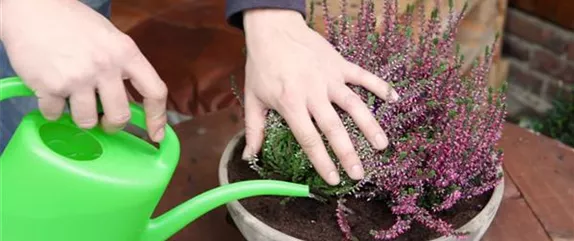 KNOSPENHEIDE - EINPFLANZEN IN EIN GEFÄSS KNOSPENHEIDE - EINPFLANZEN IN EIN GEFÄSS