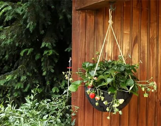 Erdbeeren - Ampel Bepflanzen