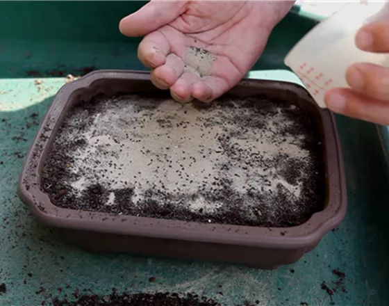 Basilikum - Aussäen von Samen