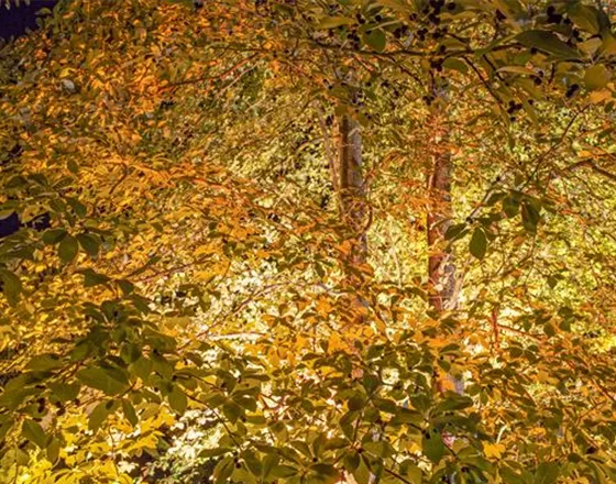 LICHTQUELLEN MACHEN DEN GARTEN SCHöNER!