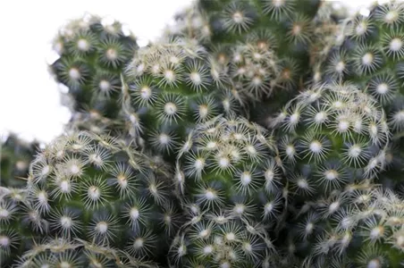 KAKTEEN & DER RICHTIGE STANDORT