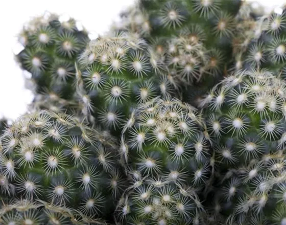 KAKTEEN & DER RICHTIGE STANDORT