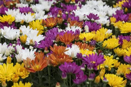 CHRYSANTHEMEN IN FARBEN UND FORMEN CHRYSANTHEMEN IN FARBEN UND FORMEN
