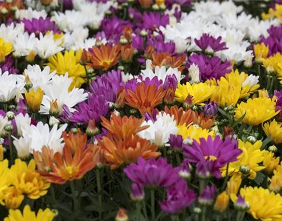 CHRYSANTHEMEN IN FARBEN UND FORMEN