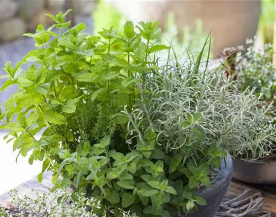 MIT FRISCHEN KRäUTERN IN DEN FRüHLING