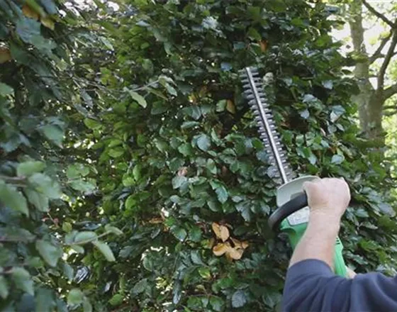 Sichtschutz - Zurückschneiden im Herbst