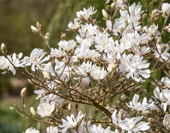 FRüHBLüHENDE GEHöLZE!