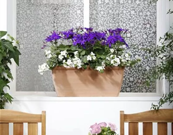 WINTERHARTE PFLANZEN FüR DEN BALKON