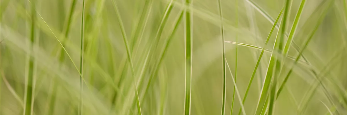 Carex brunnea 'Variegata'