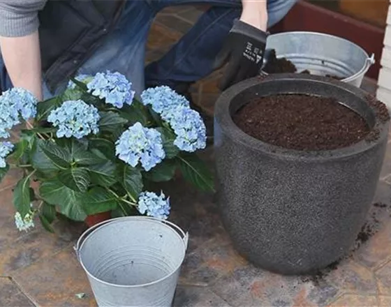 Hortensien - Einpflanzen in ein Gefäß