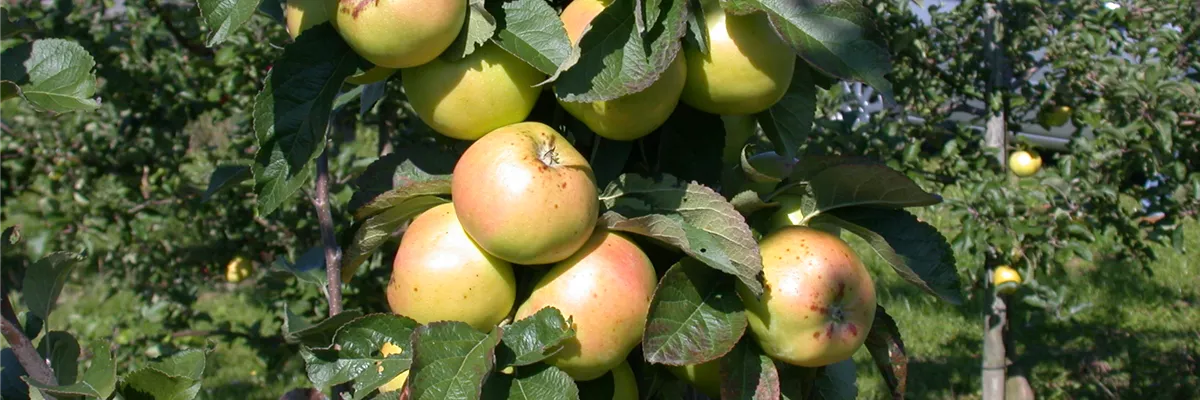 Malus domestica 'Minister von Hammerstein'(s)
