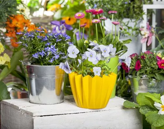 FRüHLING AUF DEM BALKON