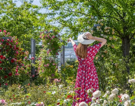 DER ROSENGARTEN - SCHLICHTE ELEGANZ UND TOLLE DüFTE