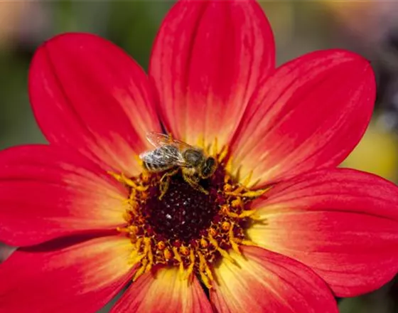 DAHLIEN - BLüHWUNDER IM HOCHSOMMER