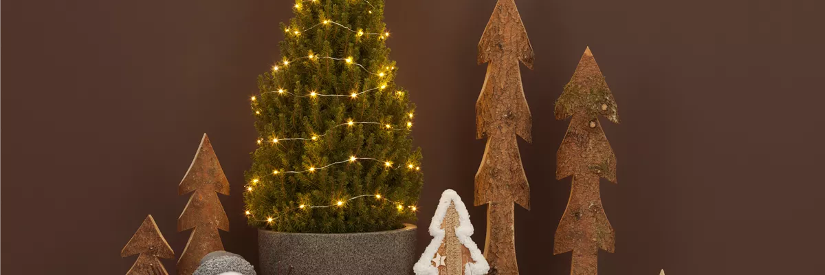 Picea glauca 'Conica'