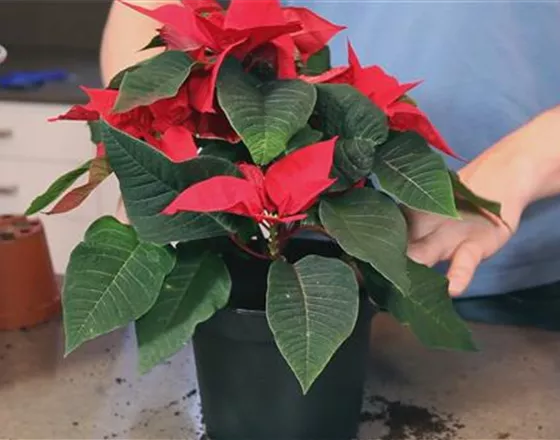 Weihnachtsstern - Einpflanzen in ein Gefäß
