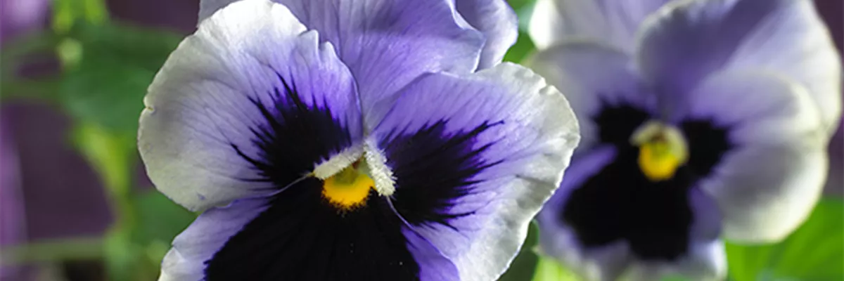 STIEFMÜTTERCHEN SIND WINTERRESISTENT