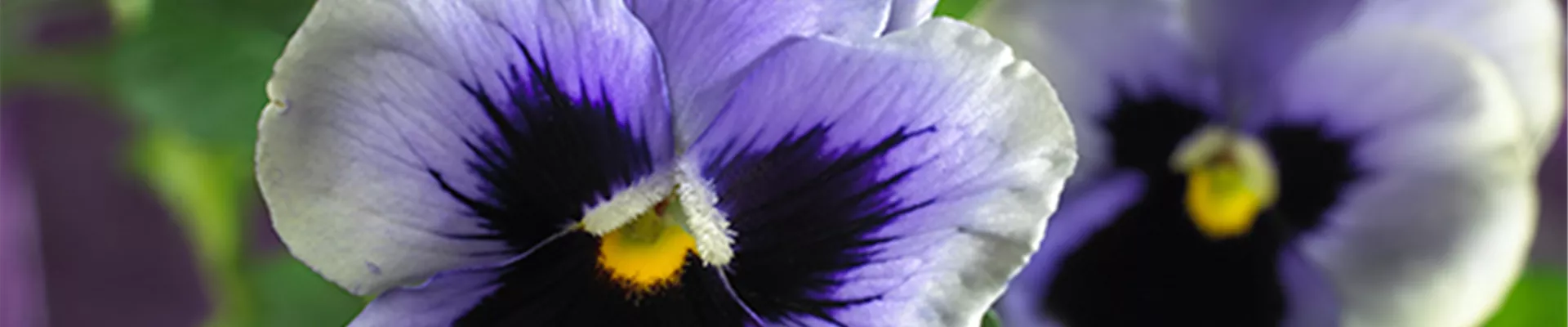 STIEFMÜTTERCHEN SIND WINTERRESISTENT