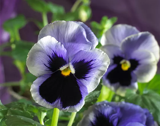 STIEFMÜTTERCHEN SIND WINTERRESISTENT