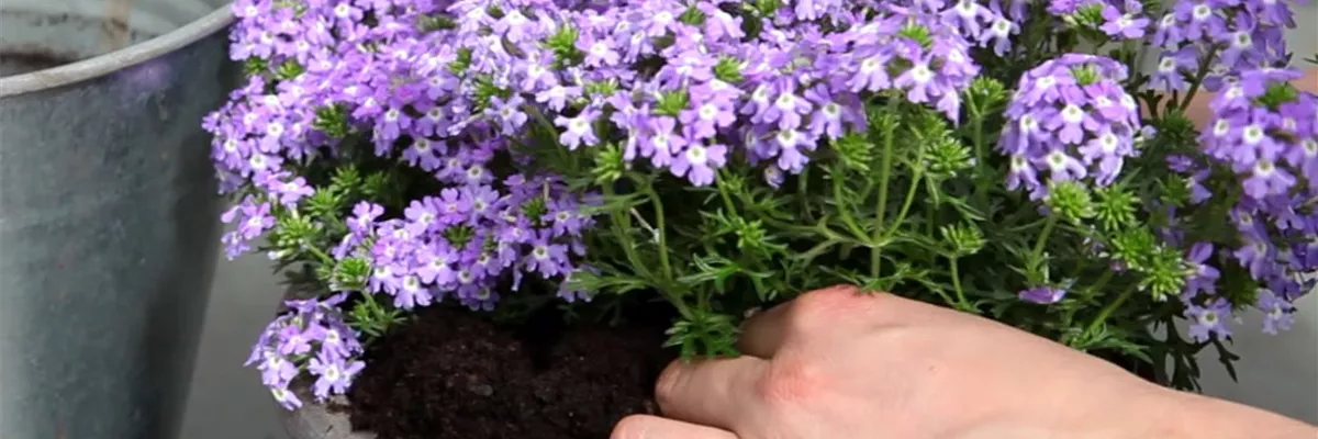 Eisenkraut - Einpflanzen in ein Gefäß (4)