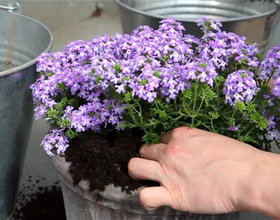 EISENKRAUT - EINPFLANZEN IN EIN GEFäSS