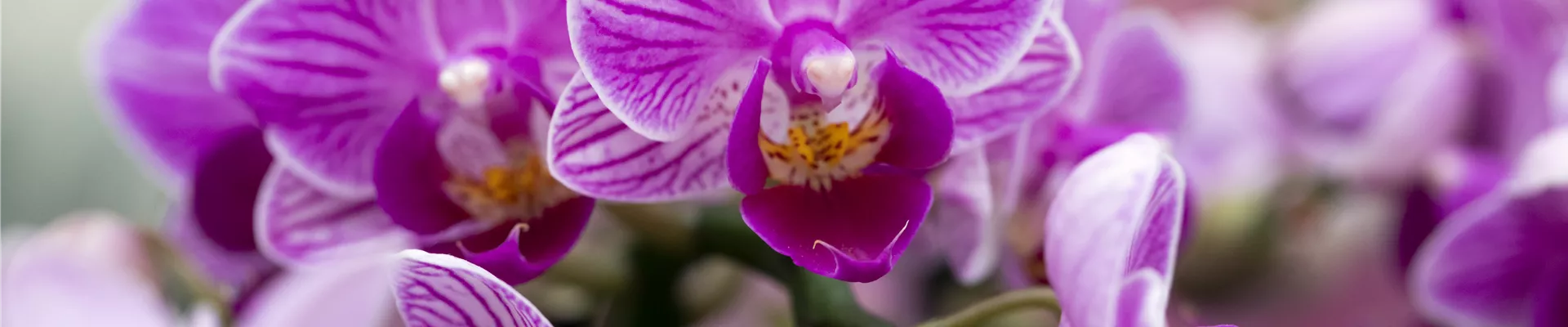 Phalaenopsis 'Sogo Popcorn'