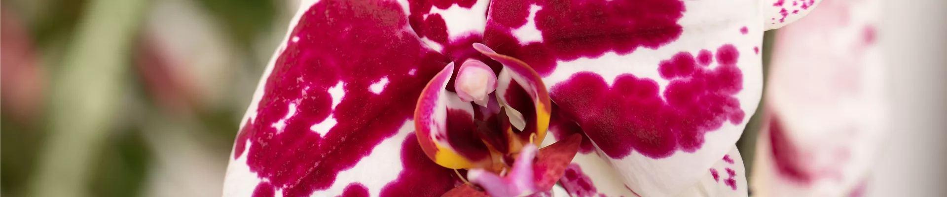 Phalaenopsis, zweifarbig