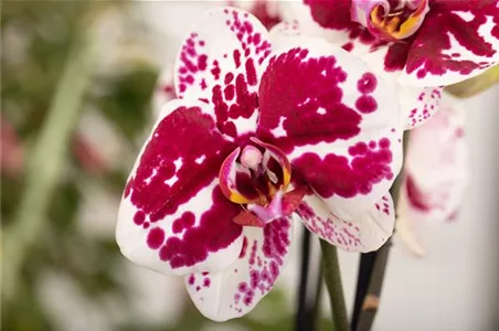 DAS GROSSE ORCHIDEEN EINMALEINS!