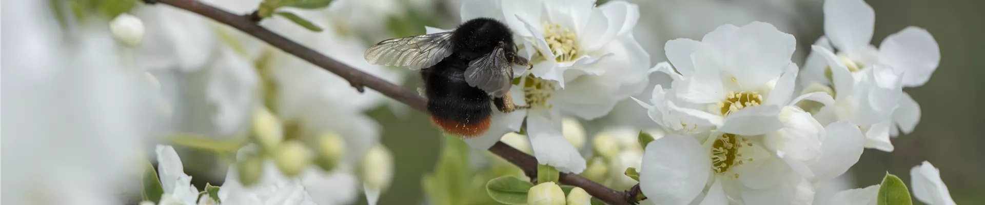 Exochorda x macrantha 'The Bride'
