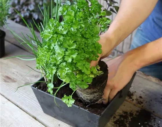 KRäUTERTOPF BEPFLANZEN