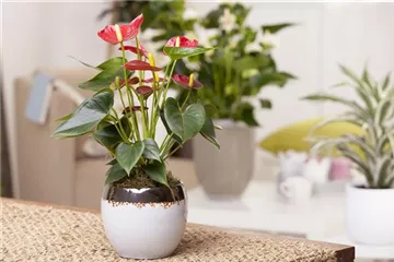 ZIMMERPFLANZENPFLEGE IM URLAUB?