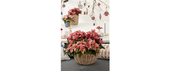 DEIN WEIHNACHTSDUFT!