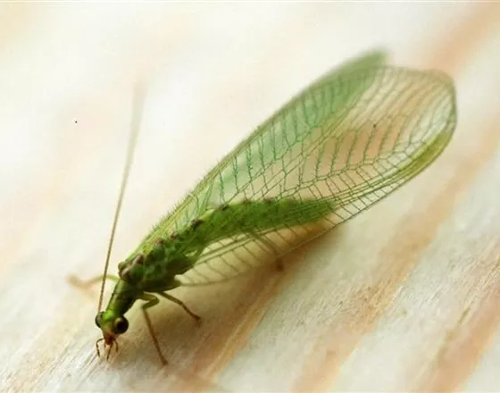 BIOLOGISCHER PFLANZENSCHUTZ IM GARTEN
