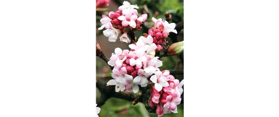 LICHTBLICKE IM WINTER-GARTEN! LICHTBLICKE IM WINTER-GARTEN!