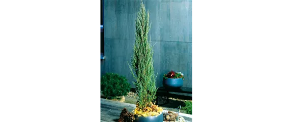 LICHTBLICKE IM WINTER-GARTEN! LICHTBLICKE IM WINTER-GARTEN!