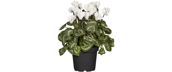 SCHöNE SCHLICHTHEIT!