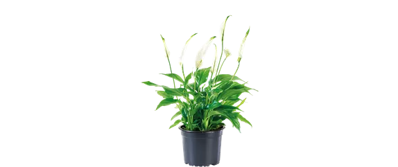 SCHöNE SCHLICHTHEIT!