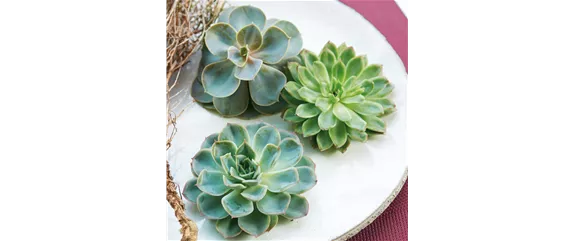 IM GLANZ DER ELEGANZ!