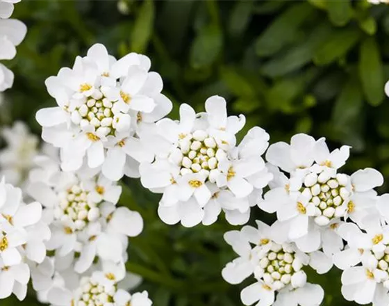 DIE IMMERGRüNE SCHLEIFENBLUME 
