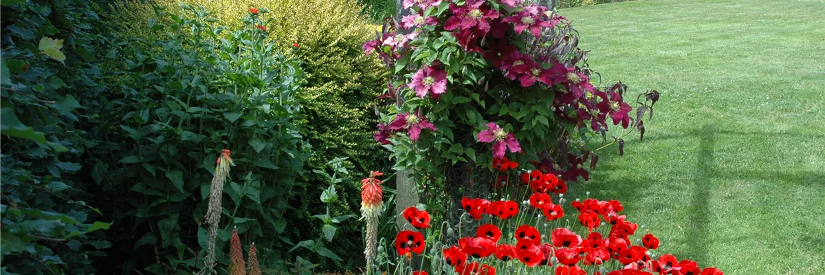 Beet mit Orientalischem Mohn und Clematis