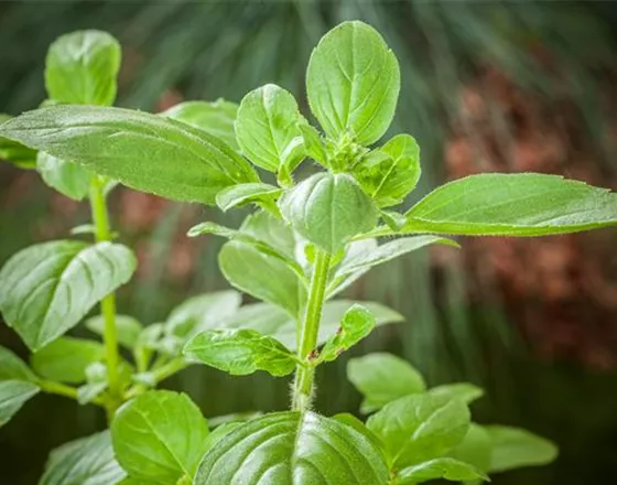 FRISCHE KRäUTER AUS ITALIEN