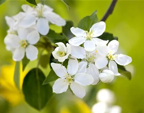 SOMMERSCHNITT FüR OBSTBäUME