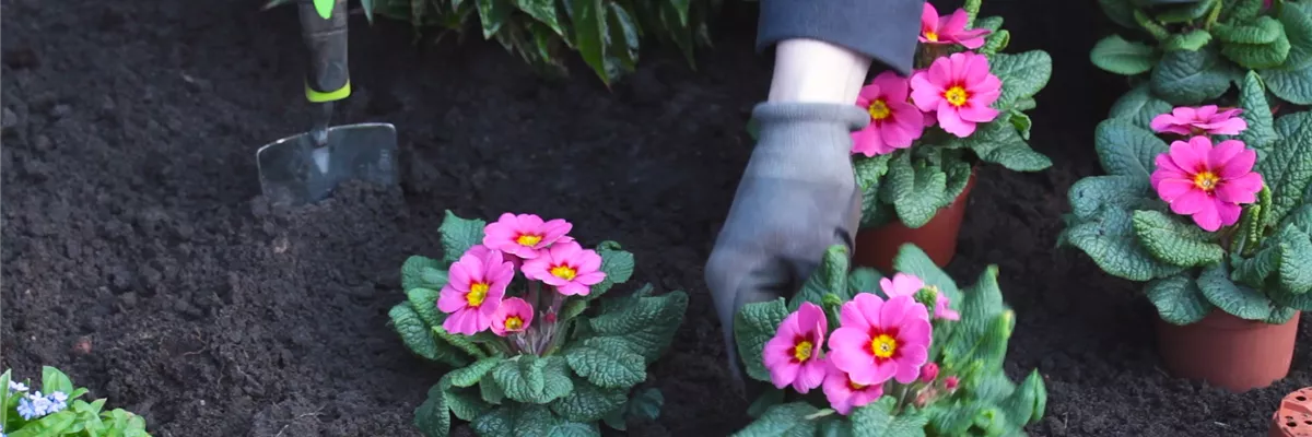 Primeln - Einpflanzen im Garten (thumbnail)