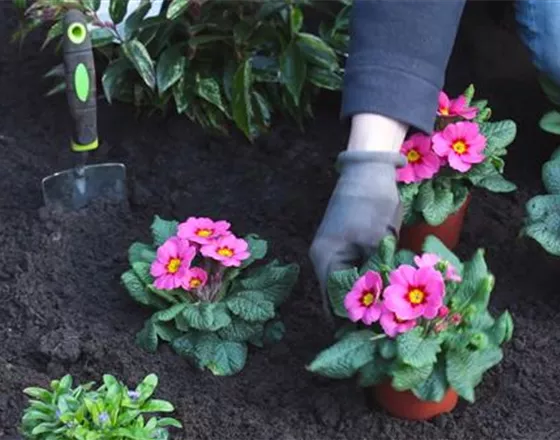 PRIMELN - EINPFLANZEN IM GARTEN