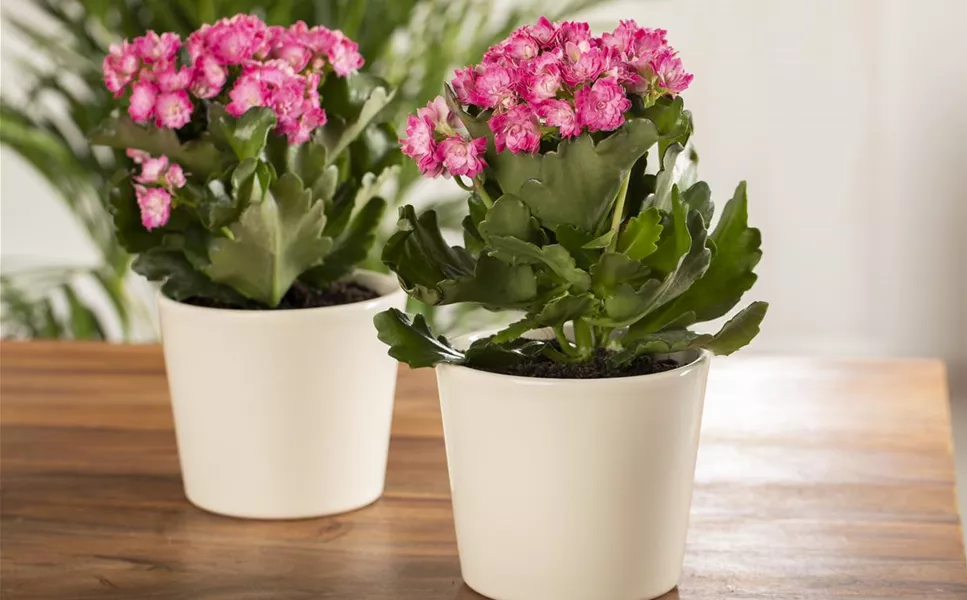 Blühpflanzen - Hübsche Blüten im Haus! Blühpflanzen - Hübsche Blüten im Haus!