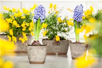 DER FRüHLING WIRD BUNT DER FRüHLING WIRD BUNT